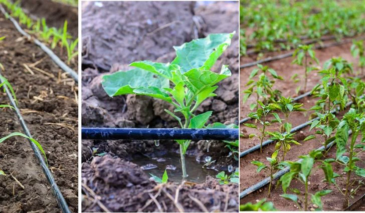 Why drip irrigation