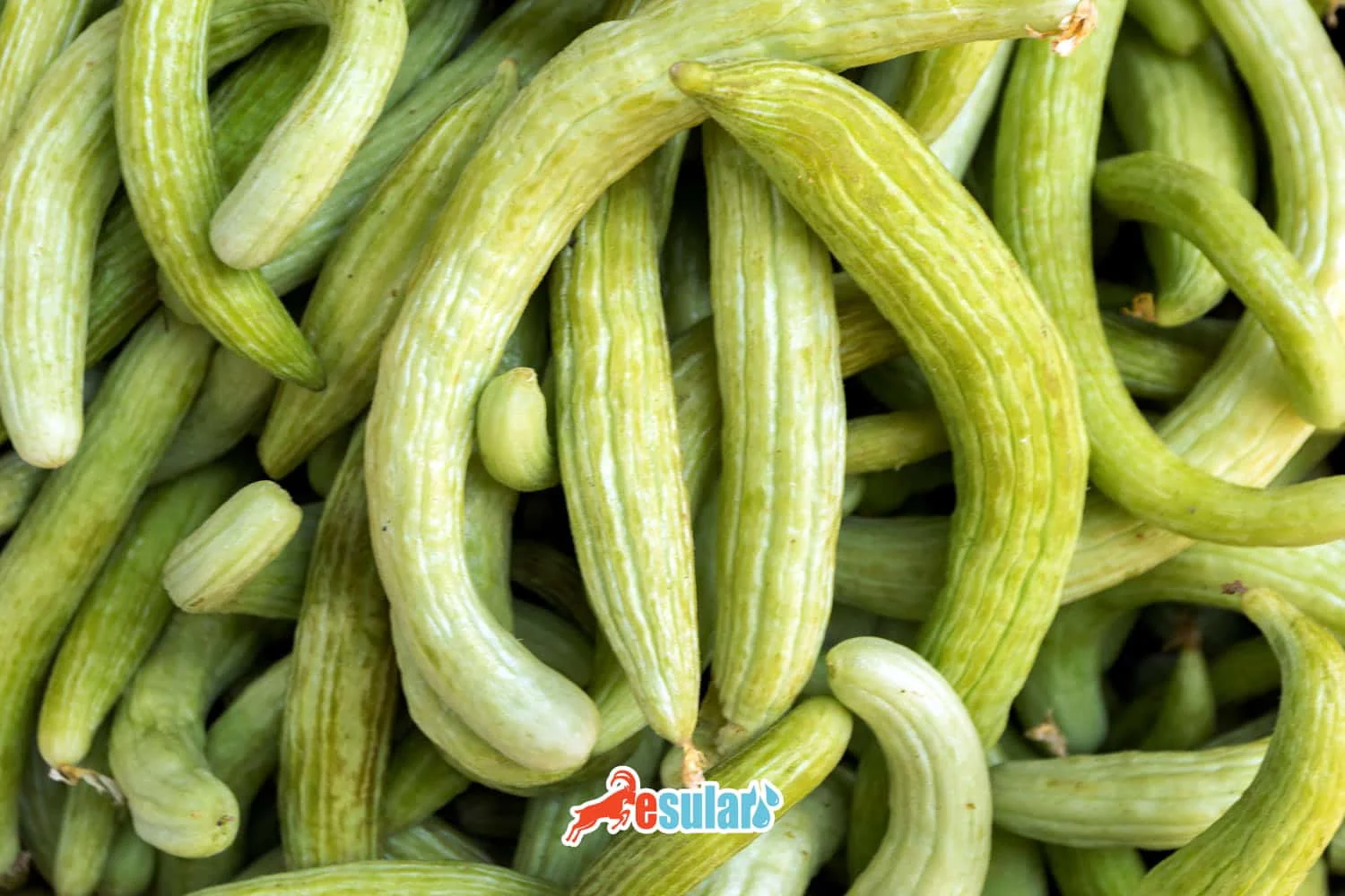Как выращивать акур? (Армянский огурец)