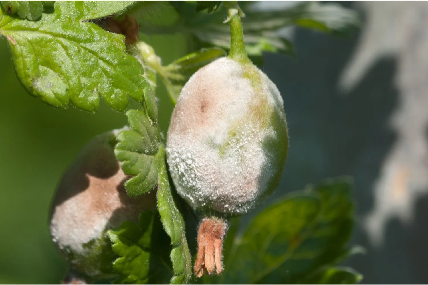 ¿Qué es el oidio en las plantas? ¿Cómo combatirlo?