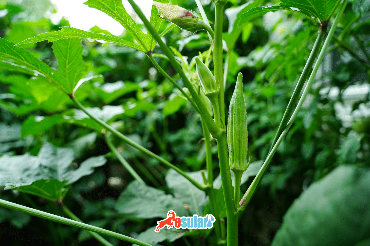 ¿Cómo se realiza el cultivo de ocra?