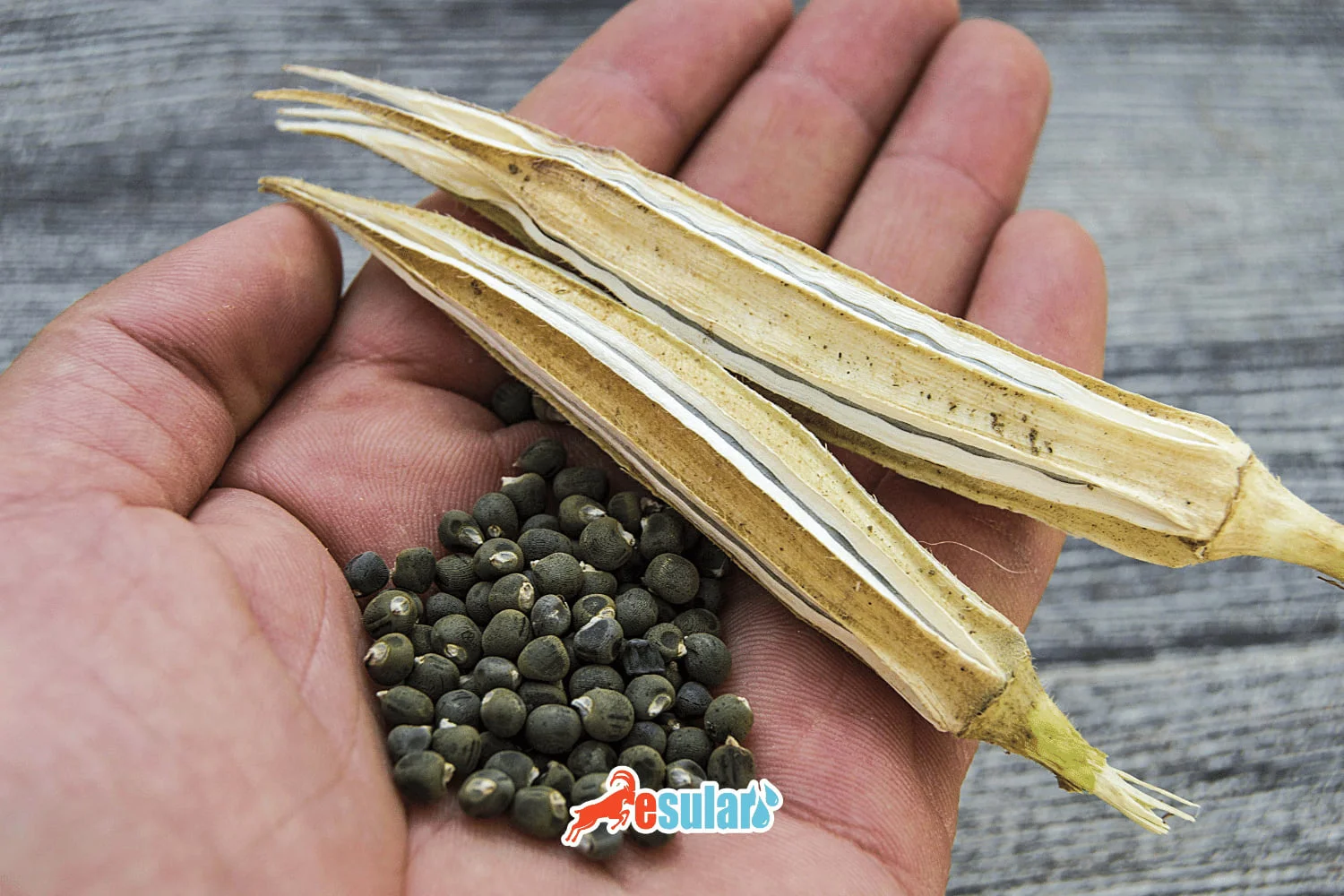 What is Okra Seed?