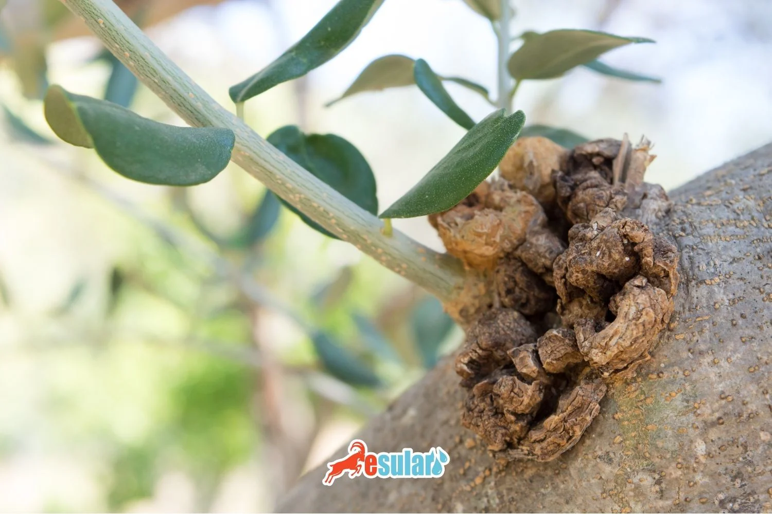 Was ist Olivenzweigkrebs?