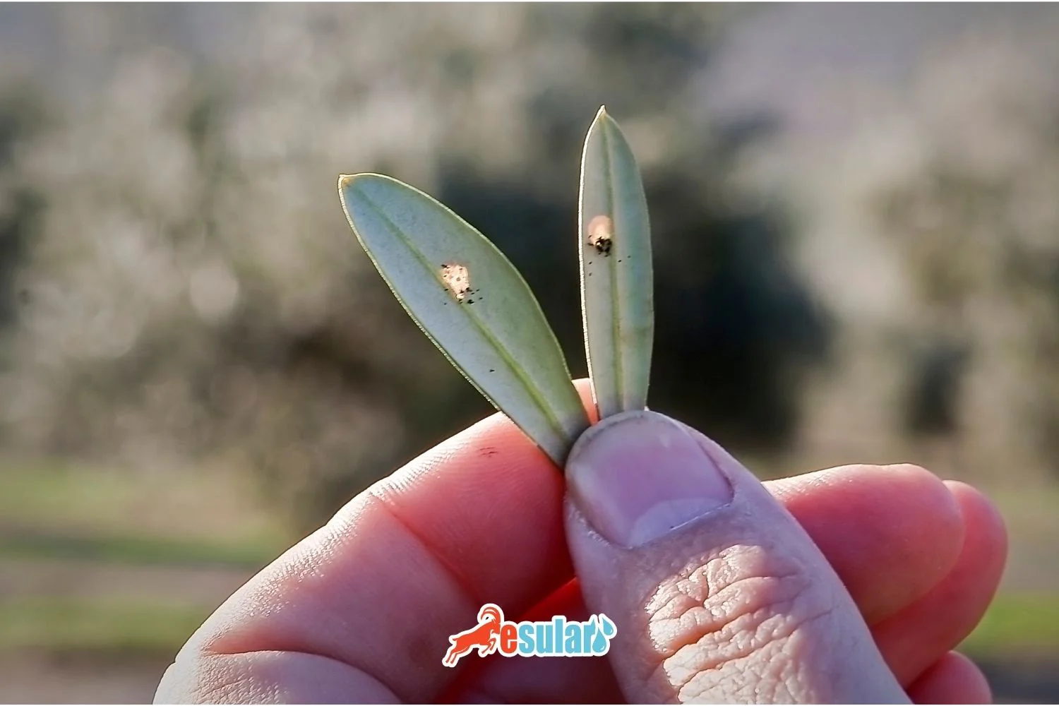 Augenfleckenkrankheit der Olive