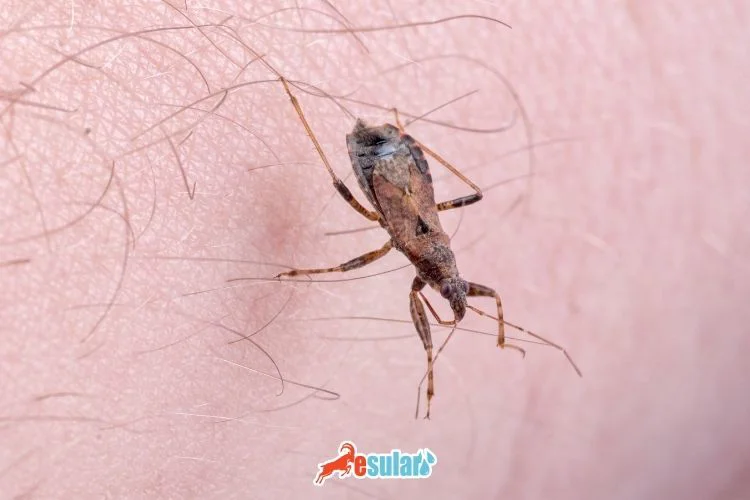 opucuk-bocegi-ve-zarari