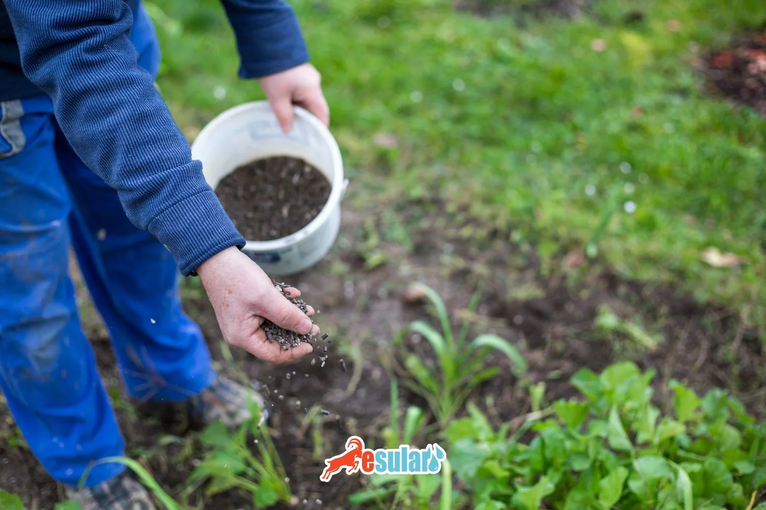 What is Winter Fertilizer? Winter Fertilization Guide | Esular
