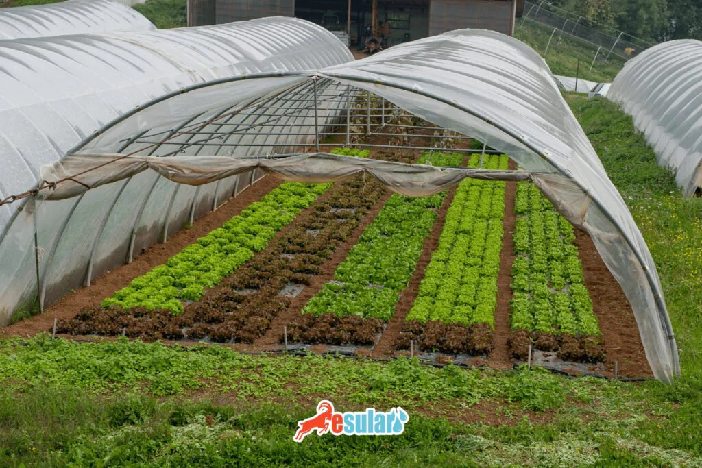 protected-cultivation