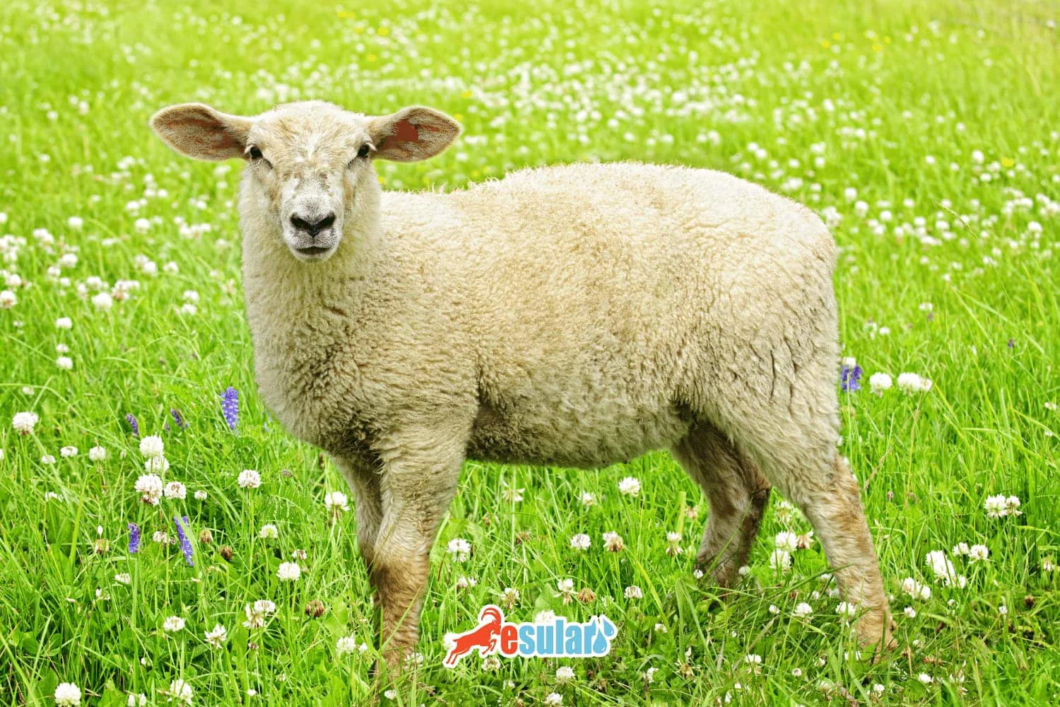 Raza de Oveja Kıvırcık