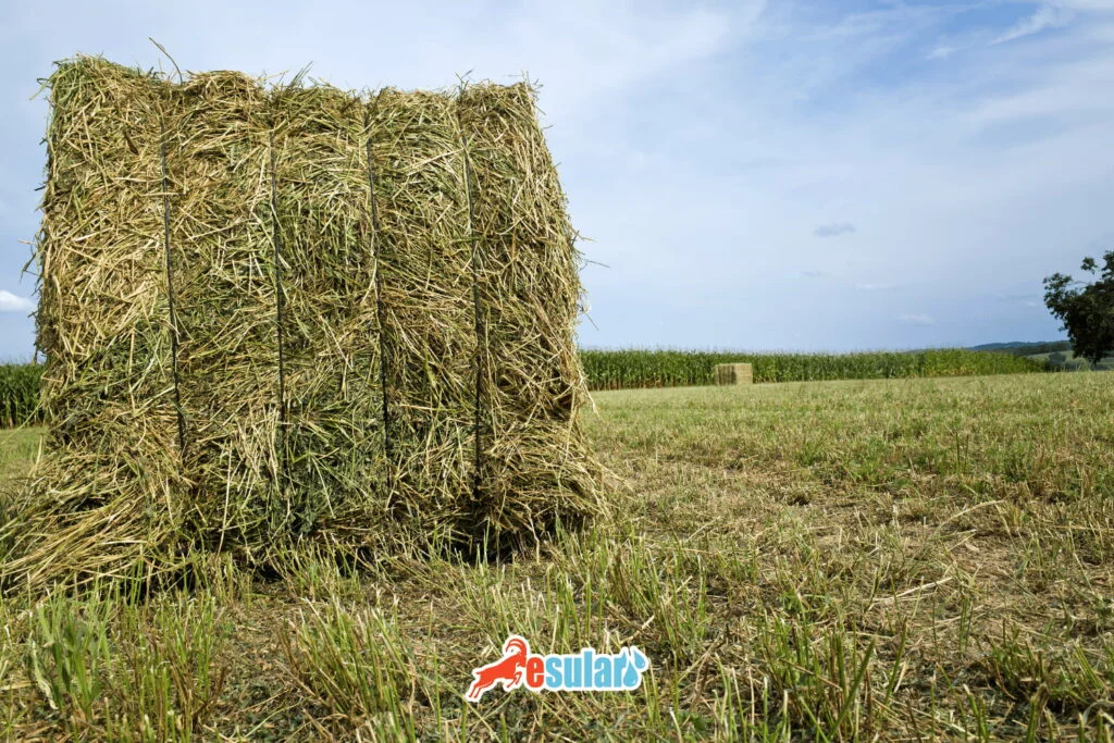 Aumente el rendimiento de forraje con sistemas de riego inteligente en la alfalfa