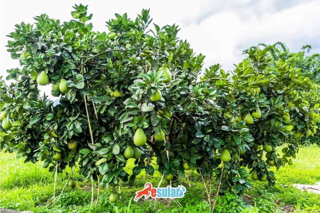 pamelyetistiriciligi