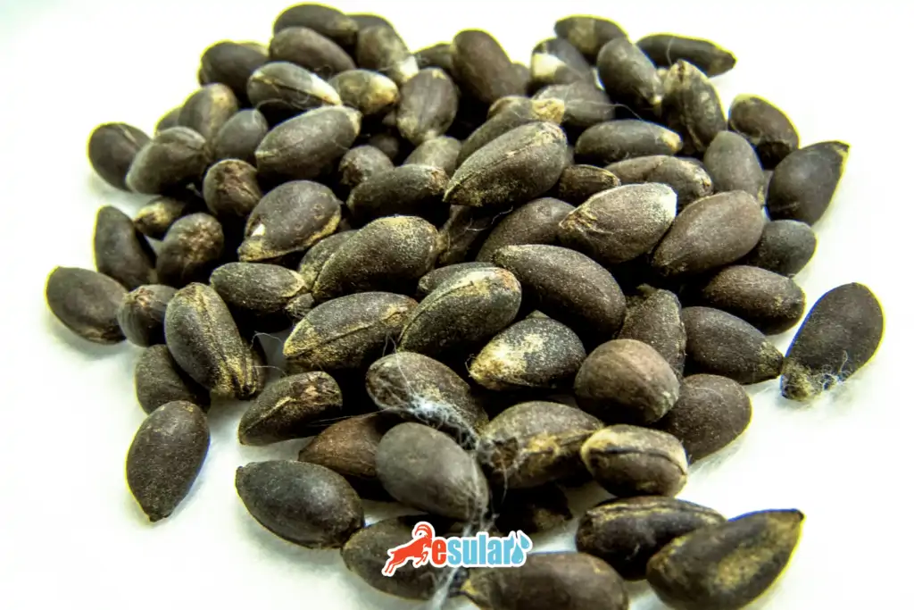 pamuk-ekimi-ne-zaman-yapilir