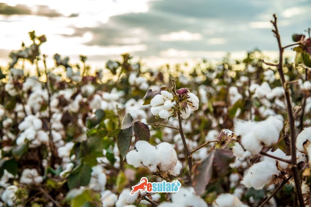 cotton-farming