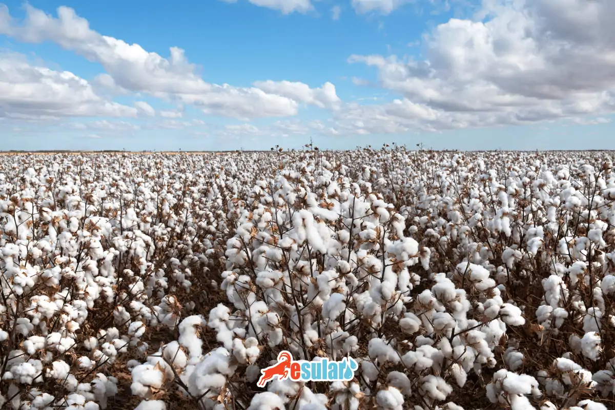 Pamuk Yetiştiriciliği