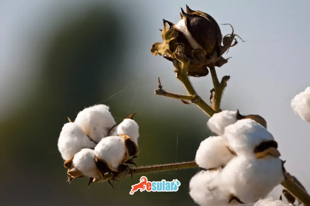 pamuk-yetistirme-kosullari-nelerdir