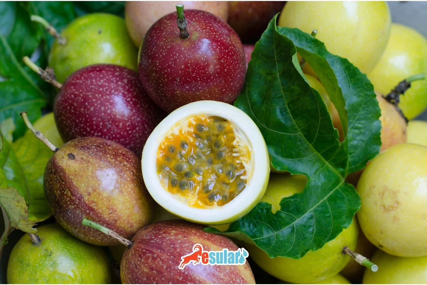 How to Grow Passion Fruit?