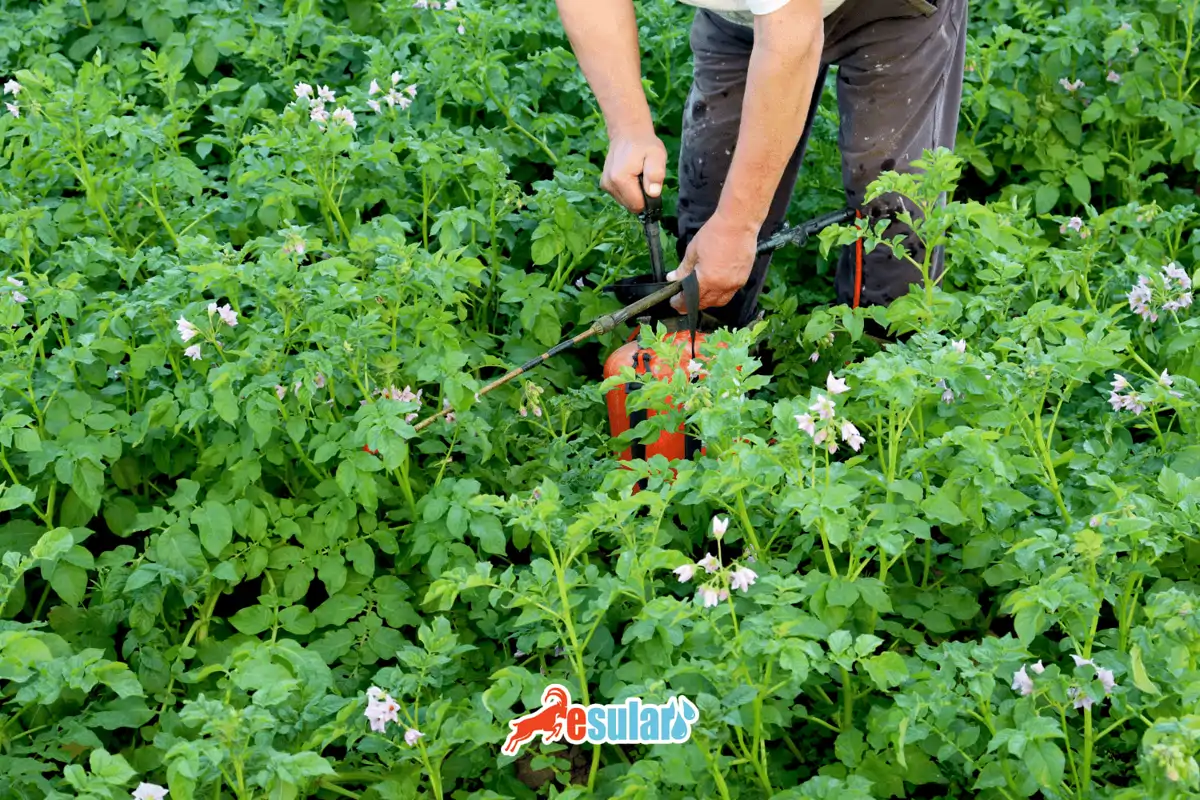 patates-bocegi-mucadele