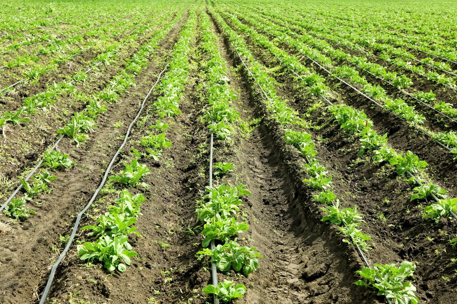 What is Industrial Agriculture? Advantages, Disadvantages, and Sustainable Solutions