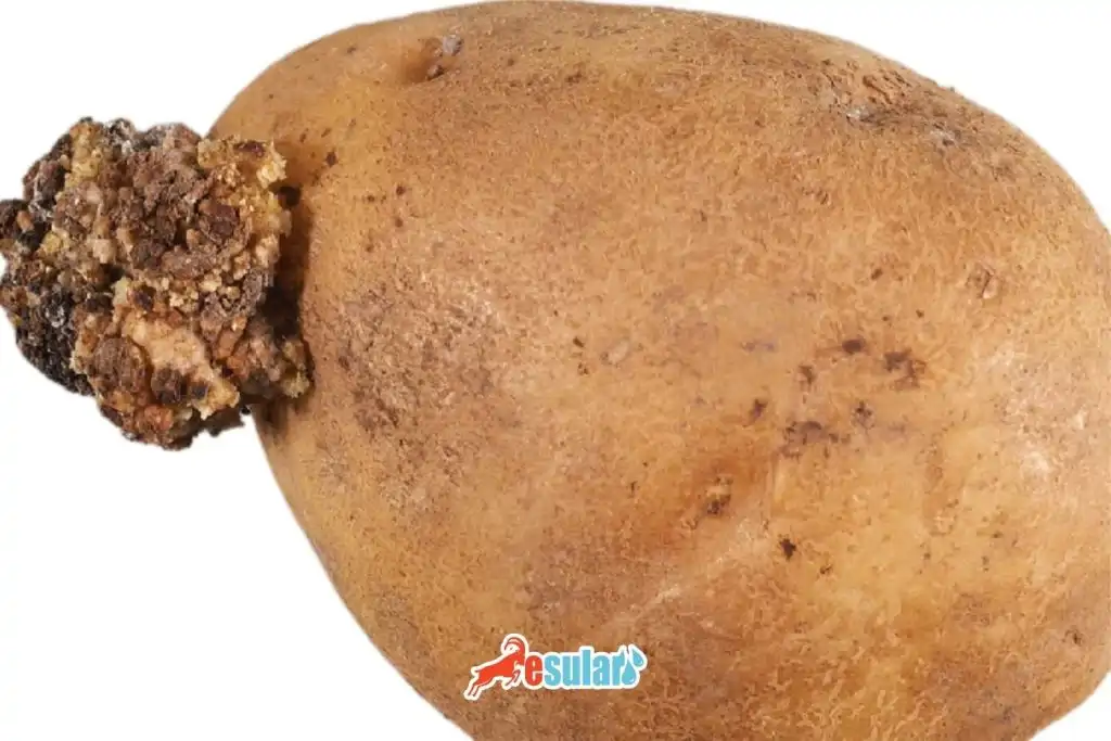 patates-sigil-hastaligi