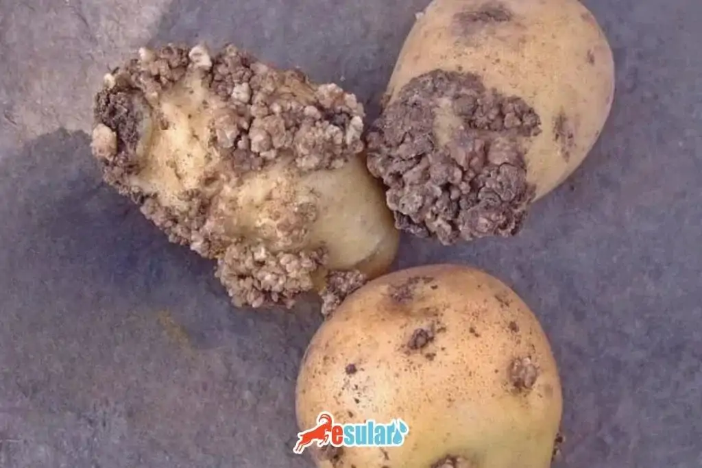 patates-sigil-hastaligi-nedir