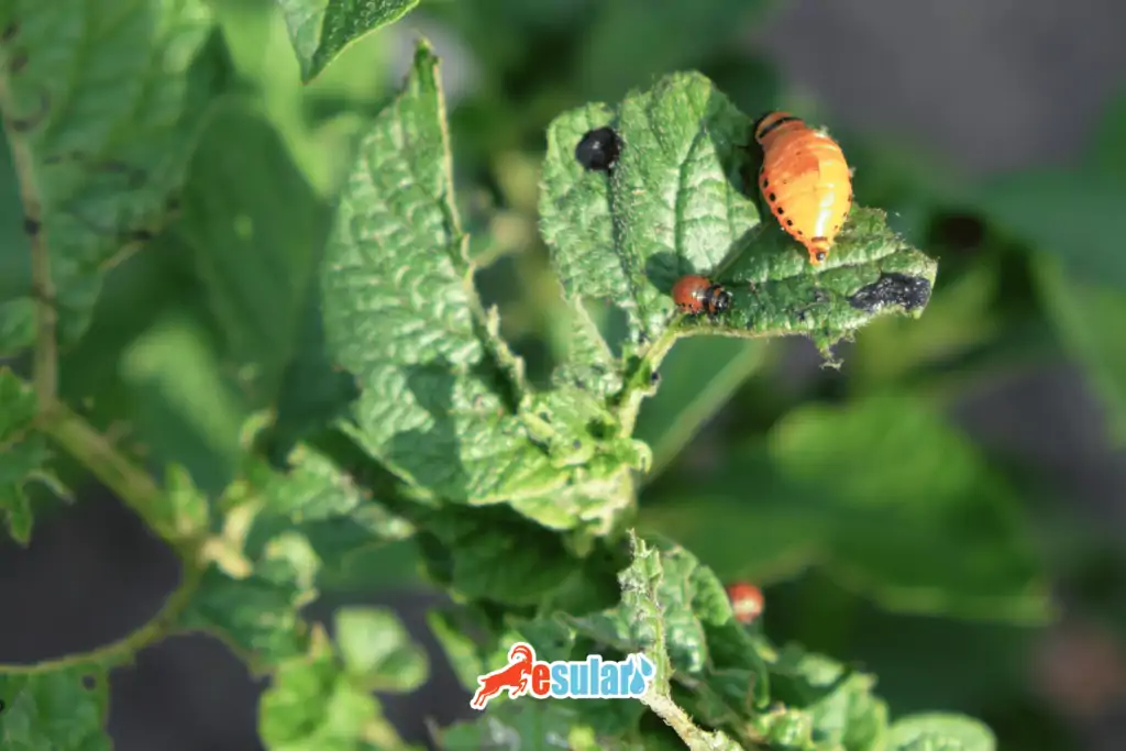 patetes-bocegi-larvasi