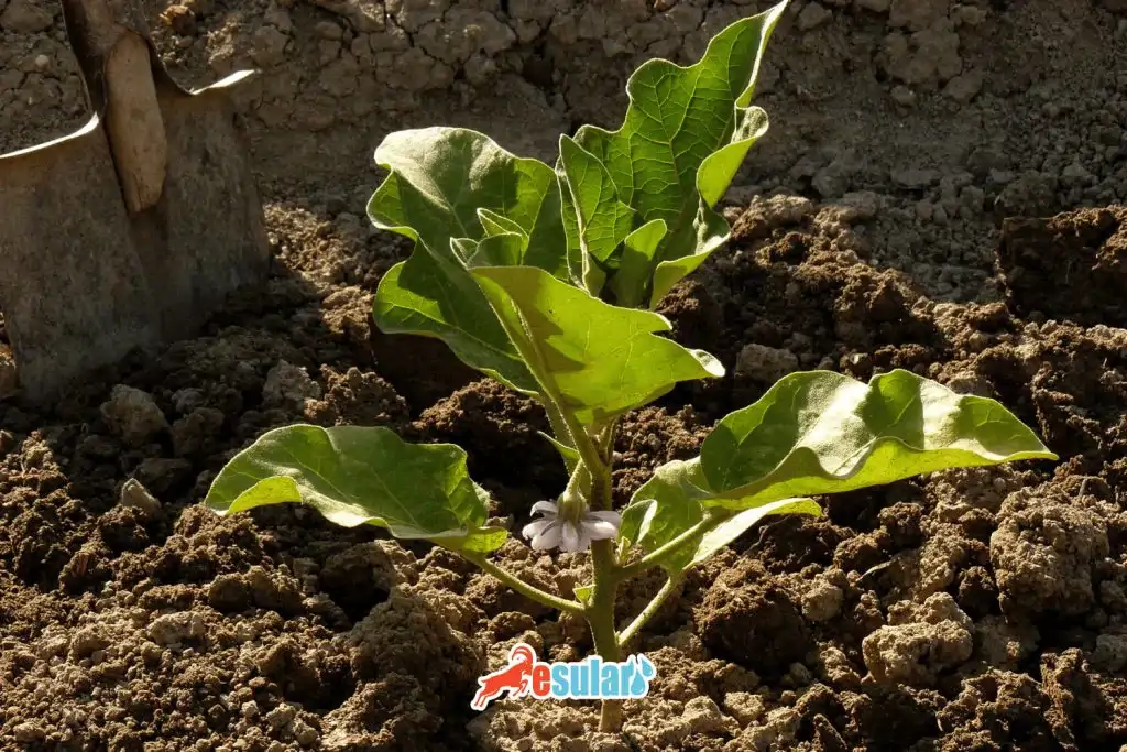 patlican-yetistiriciligi-gubreleme