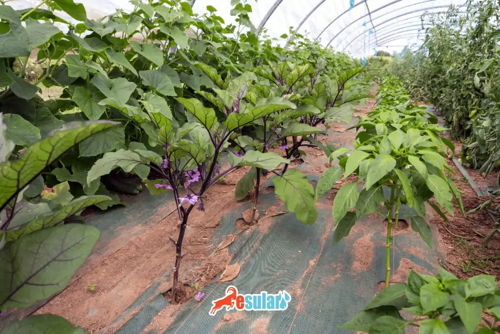 patlican-yetistiriciligi