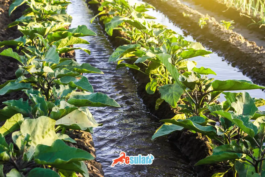 patlican yetistiriciliğinde sulama