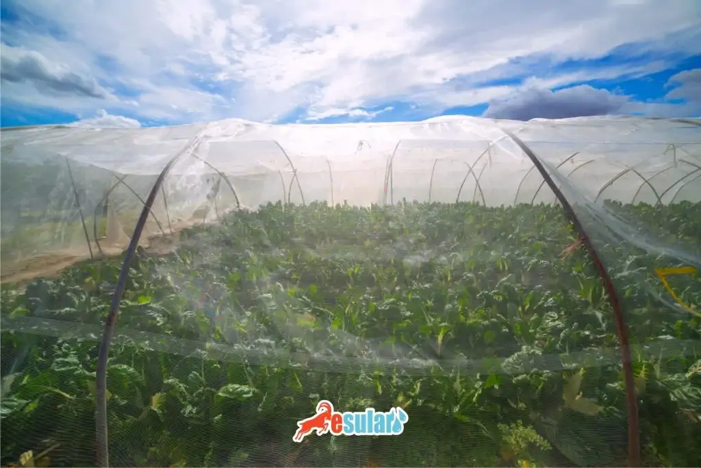 pazi-yetistiriciliginde-iklim