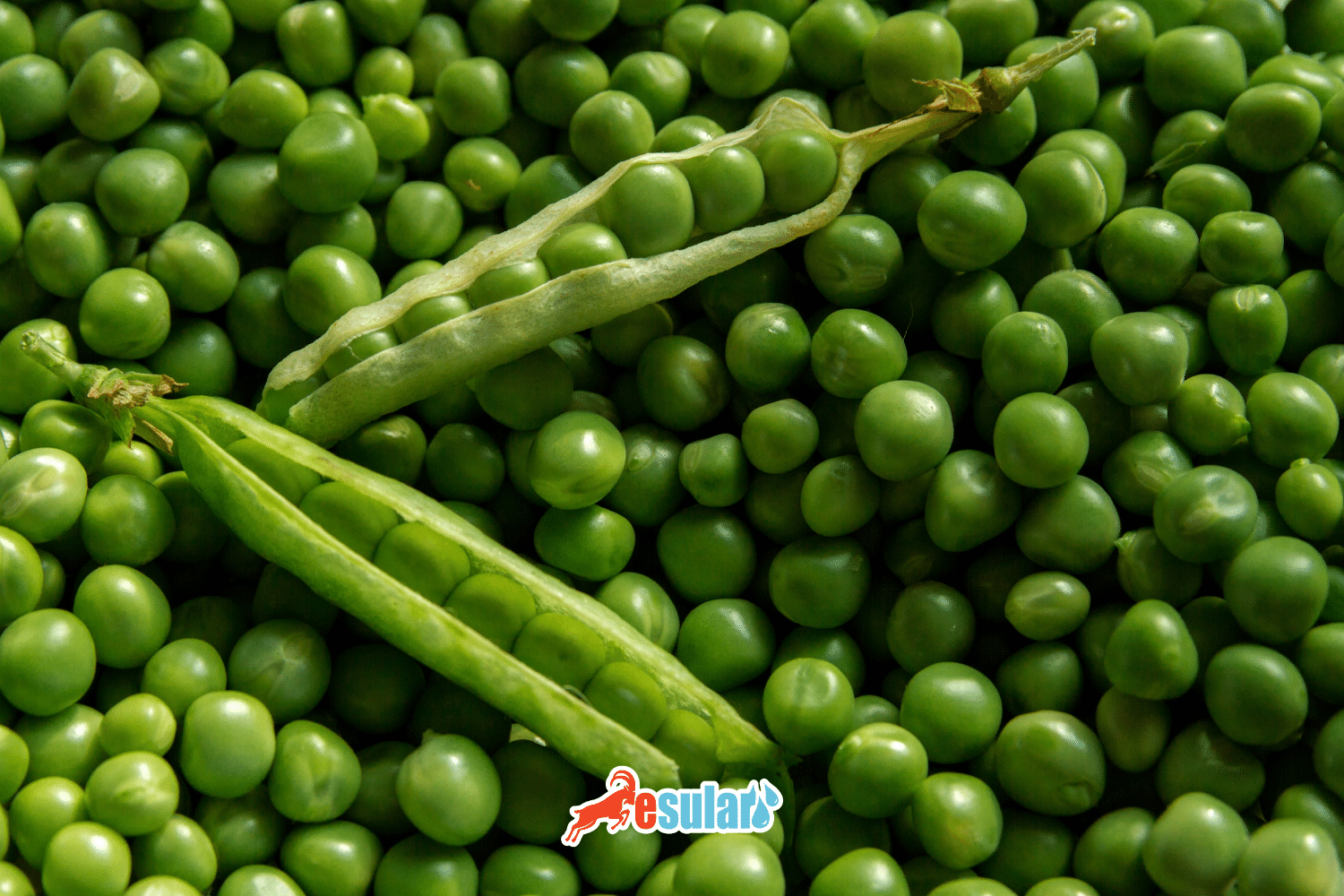 How to Grow Peas?