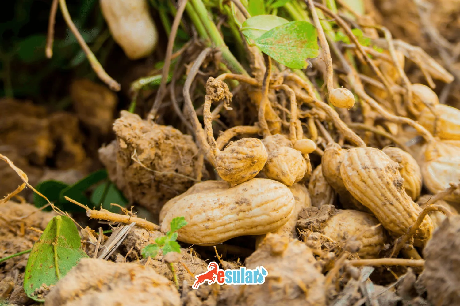 How is Peanut Cultivation Done?