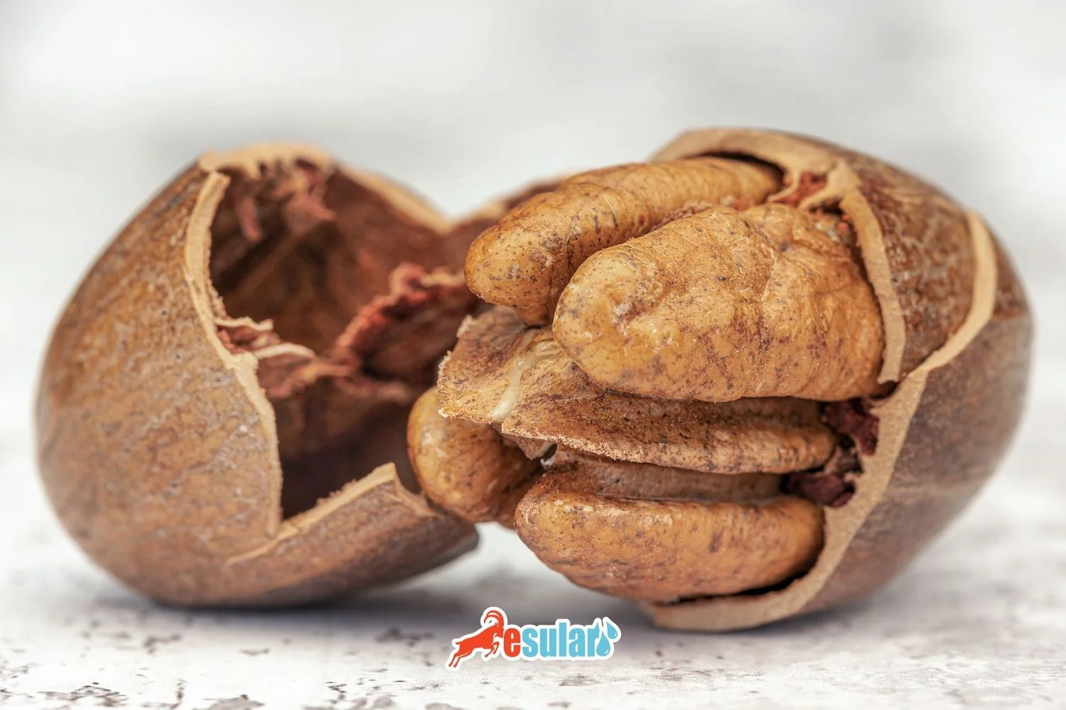 Pikan Qozu Yetişdiriciliyi Necə Edilir?