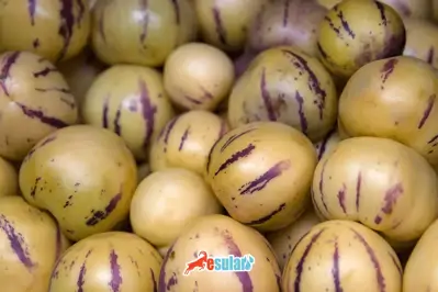 Pepino Yetiştiriciliği Nasıl Yapılır?