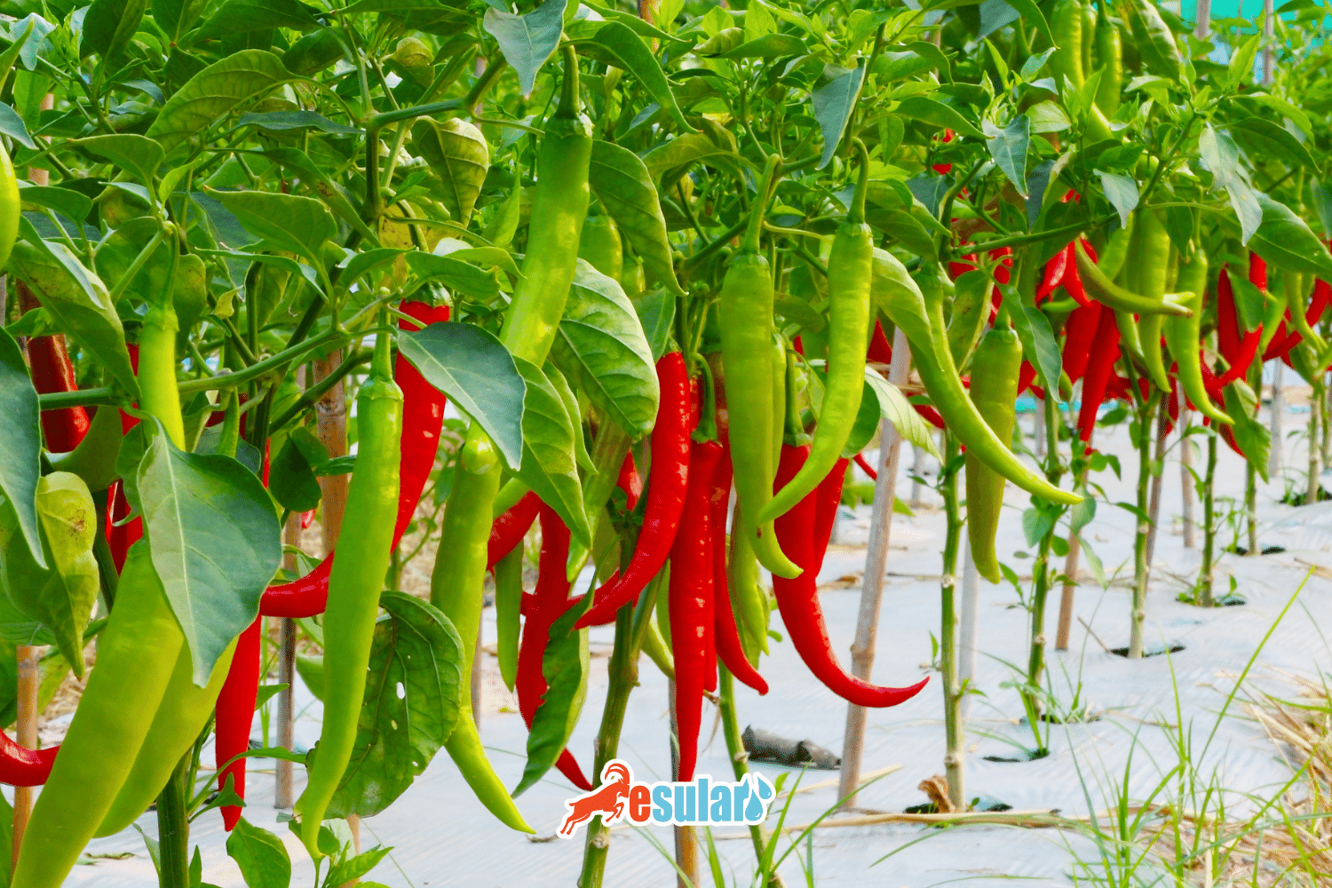How is Pepper Cultivation Done?