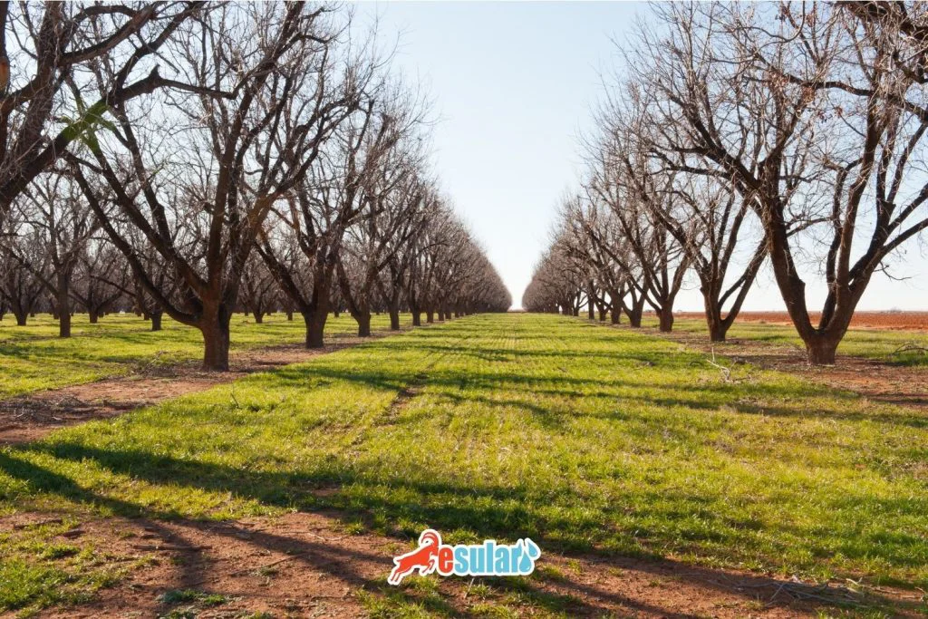 pecan-nut-maintenance