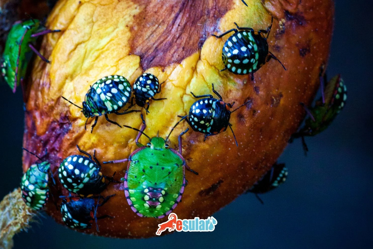 Южный зеленый щитник (Nezara viridula)