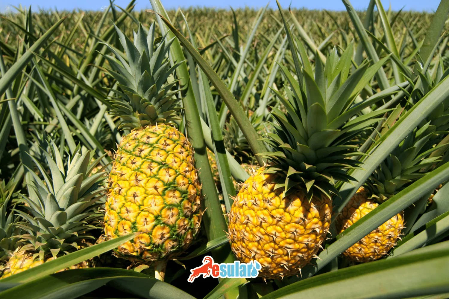How to Grow Pineapple?