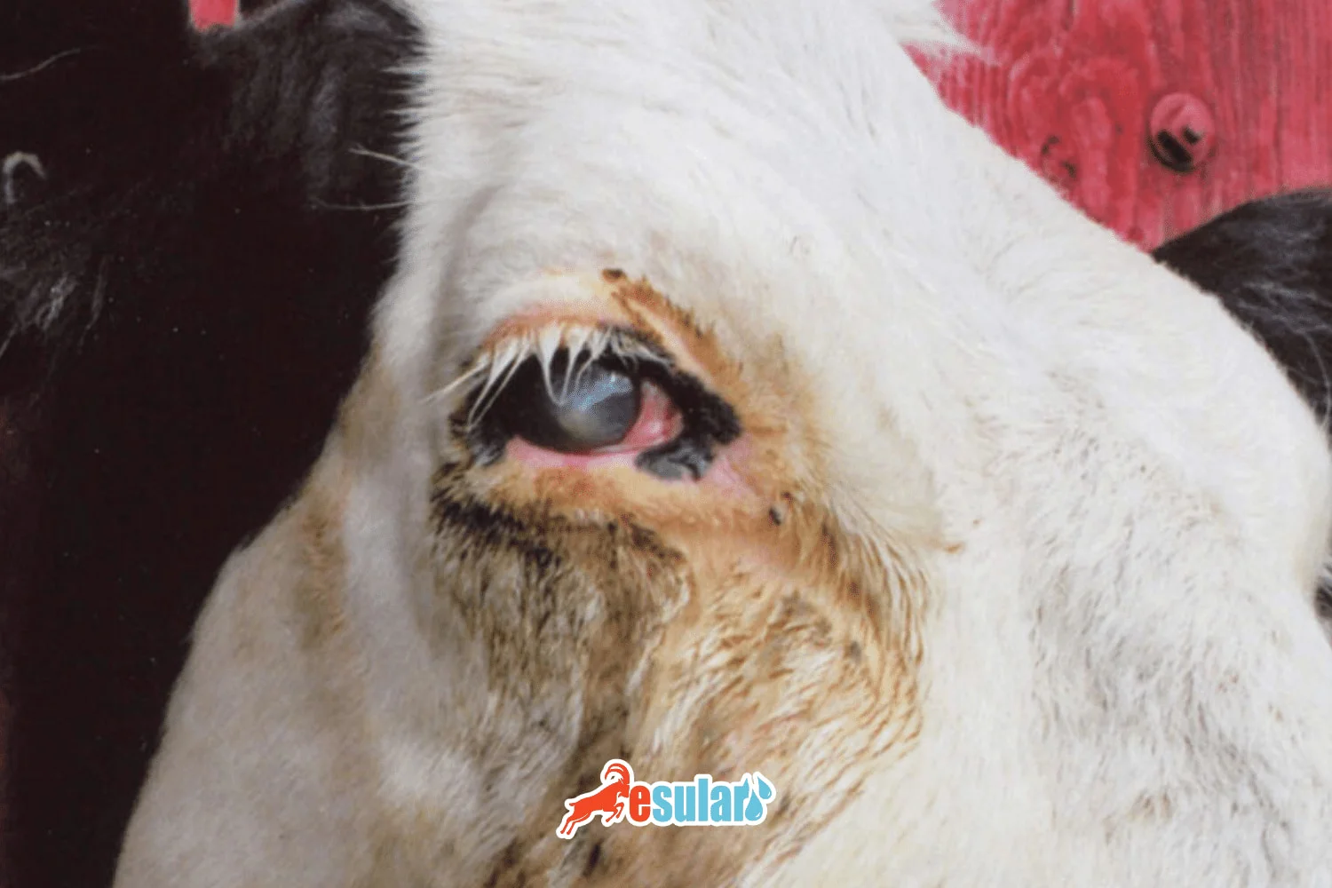 What is Pink Eye Disease in Cattle?