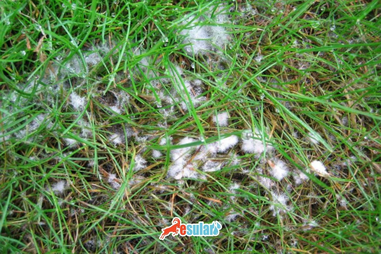 Pink Snow Mold Disease