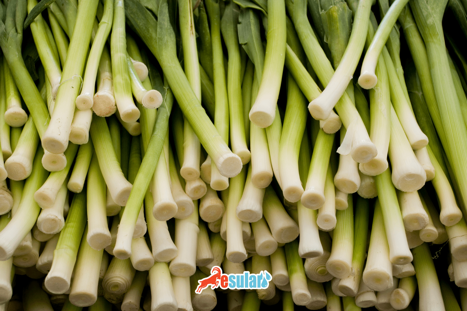 How to Grow Leeks? Where Do Leeks Grow?