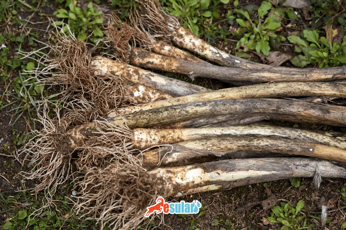 pirasa-yetistiriciligi