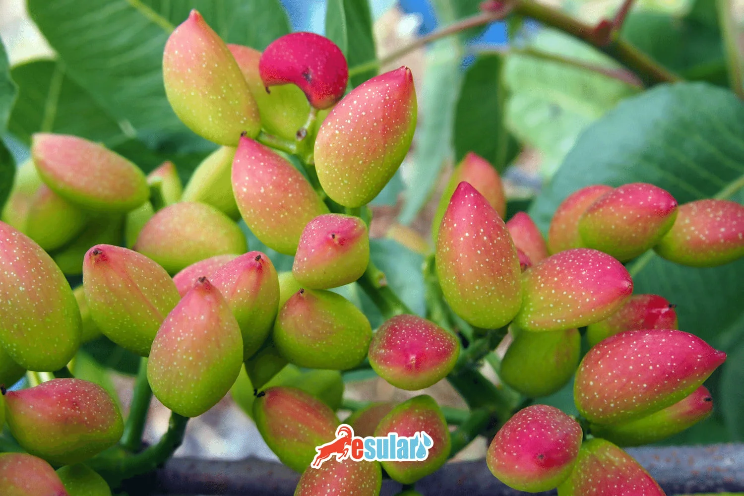 How is Pistachio Cultivation Done?