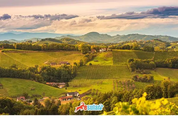 plantasyon-tarim-nedir