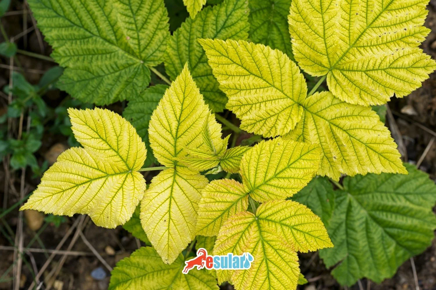 What is Iron Deficiency in Plants?