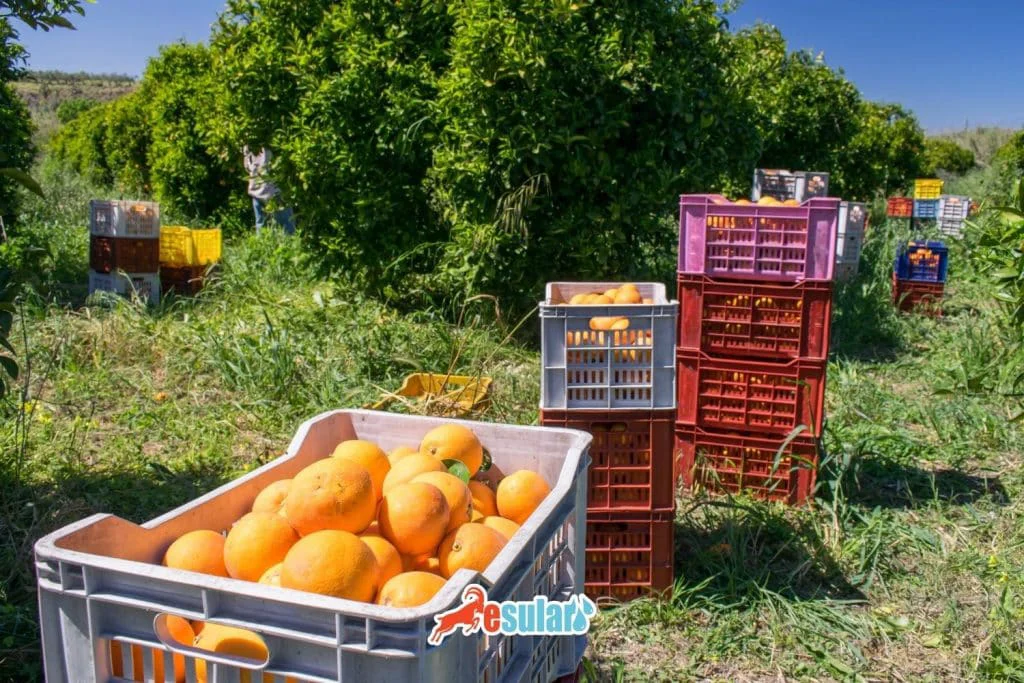 when-is-orange-harvested