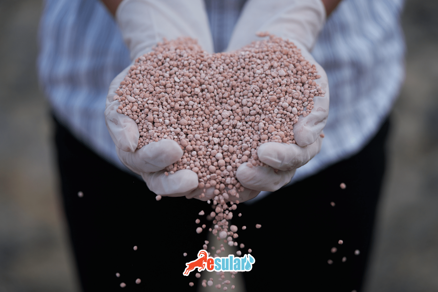 What is Phosphorus Fertilizer? Usage Timing, Benefits, and Types | Esular