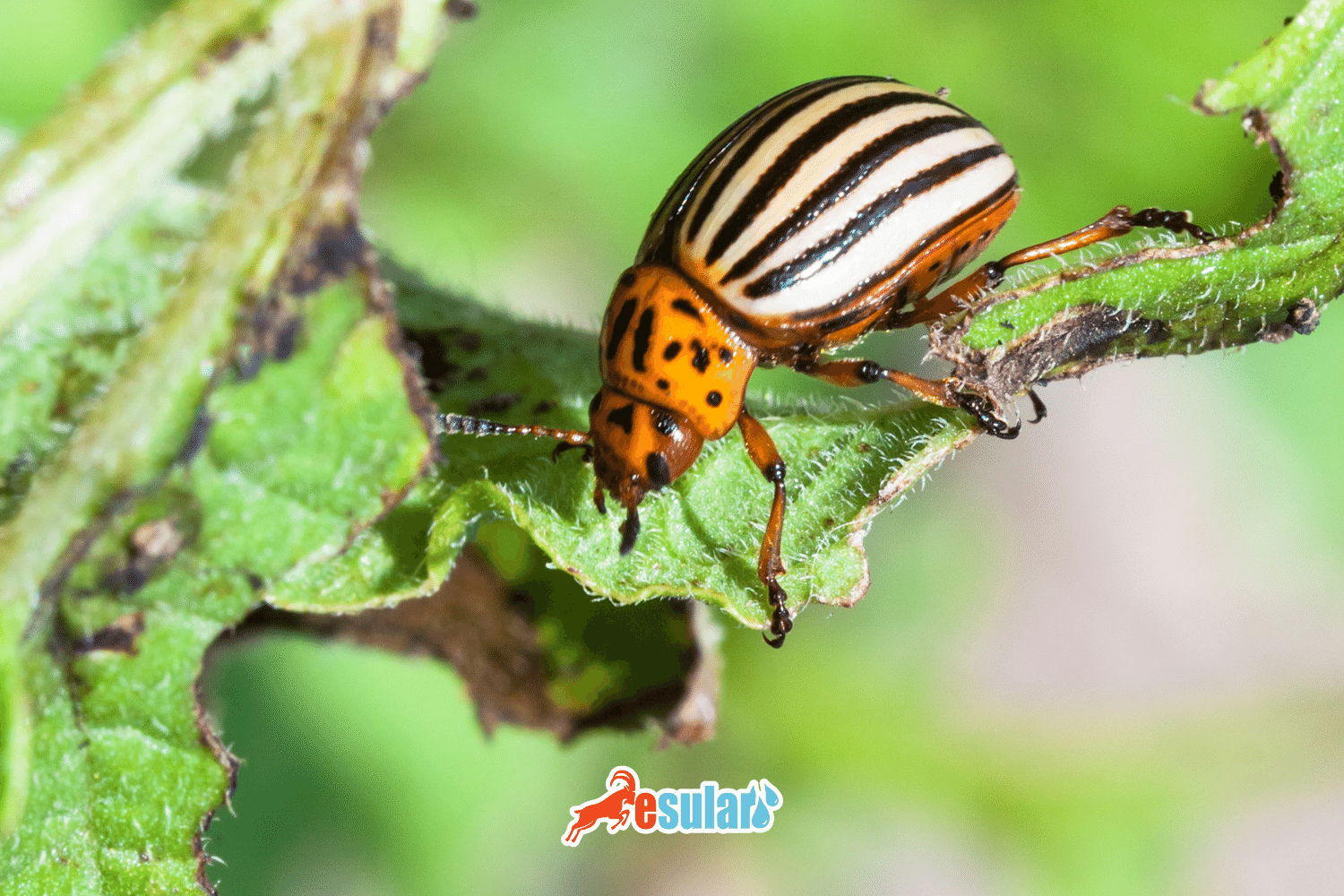 What is the Potato Beetle?