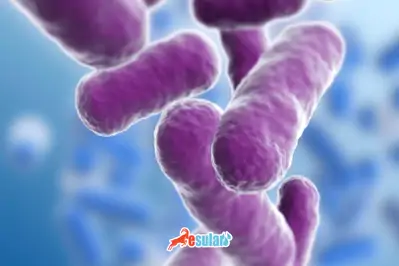 Protozoon Nedir? Protozoon Hastalık Çeşitleri Nelerdir?