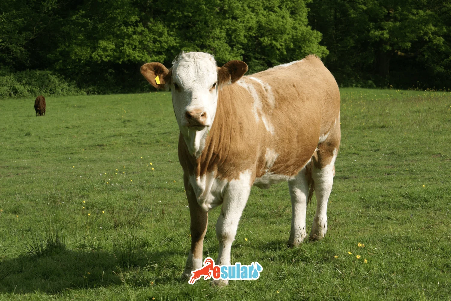 What is a Heifer? What is Called a Heifer?