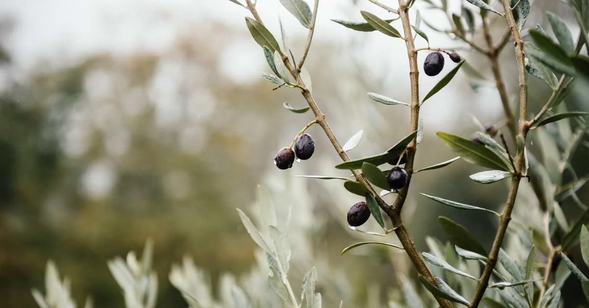 Olive Diseases