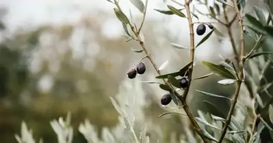 Zeytin Hastalıkları
