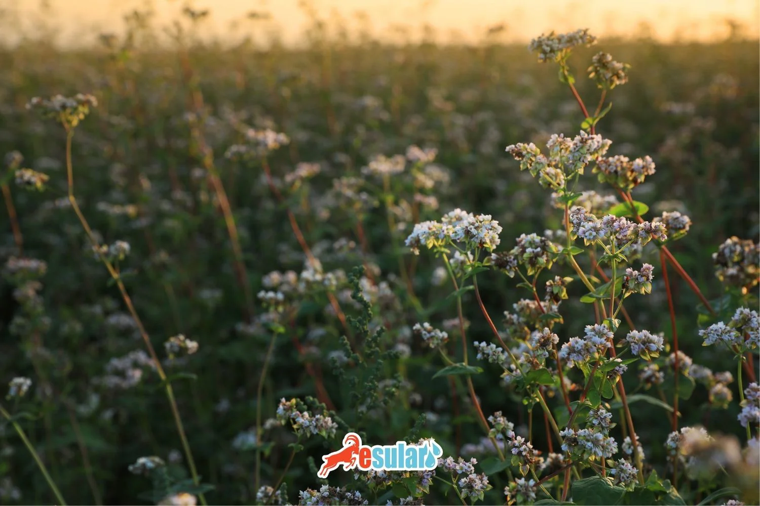 Qarabaşaq Yetişdirilməsi Necə Həyata Keçirilir?